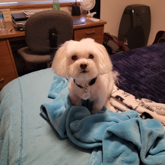 Meet Pixel and Mobo - Picture 6 of 6